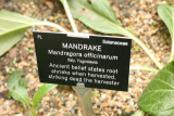 Mandragora autumnalis RCP4-09 036.jpg
